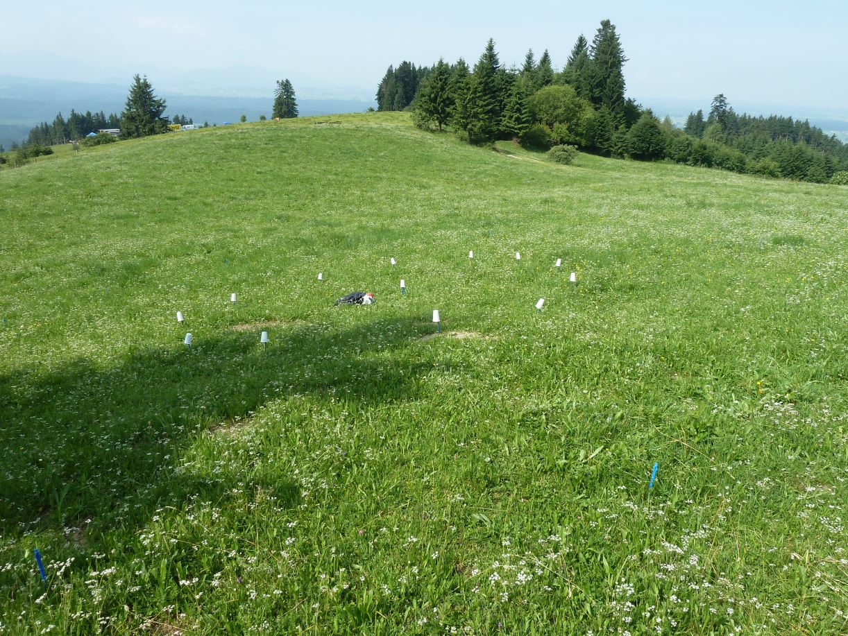 Auerberg Sonn 1