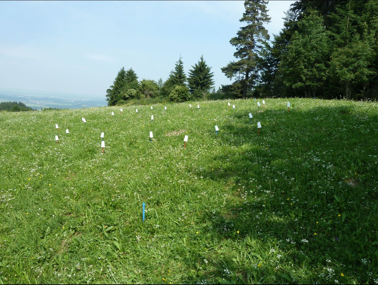 Auerberg Sonn 2